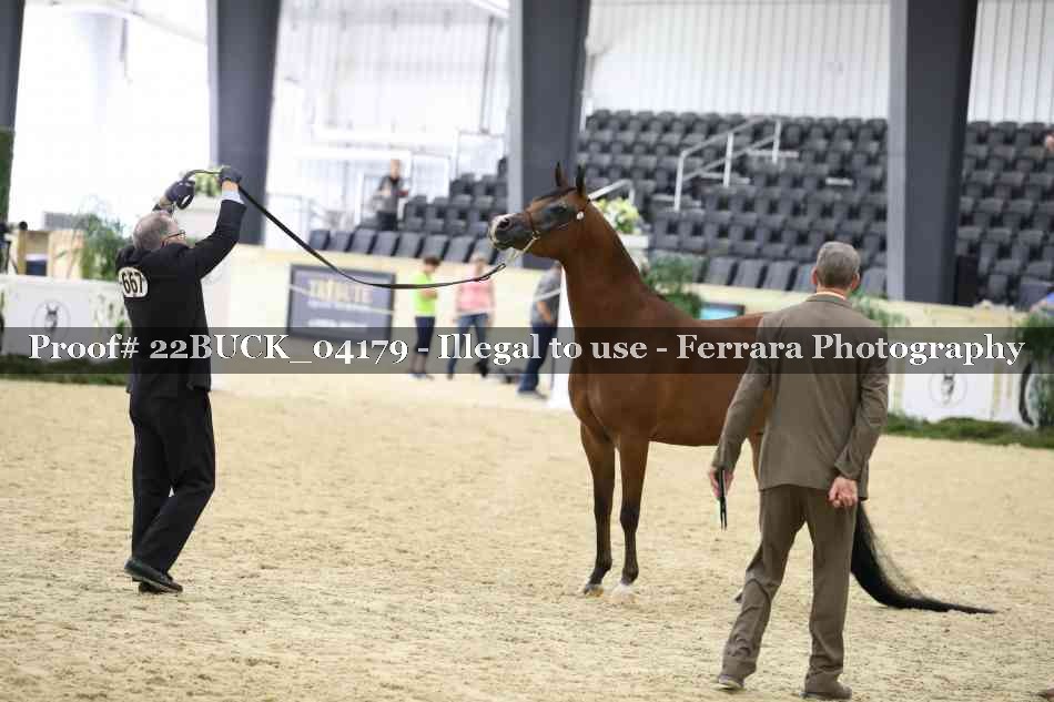 Proof 22BUCK_04179