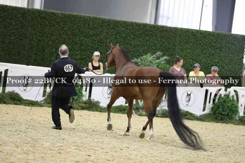 Proof 22BUCK_04180