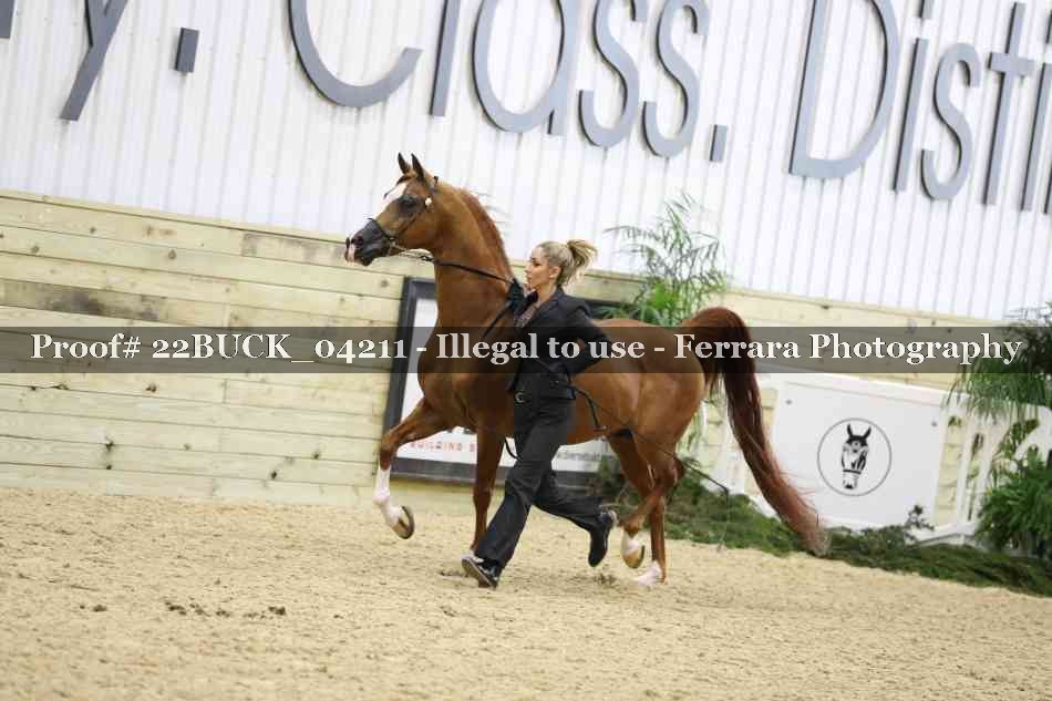 Proof 22BUCK_04211