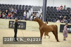 22BUCK_04221 proof