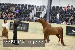 22BUCK_04222 proof