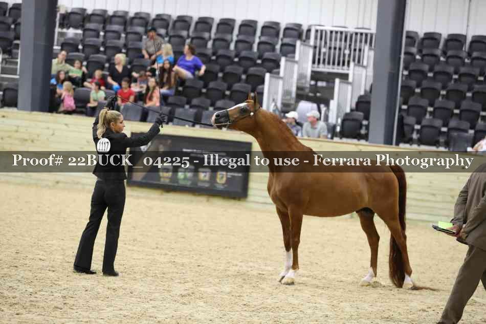 Proof 22BUCK_04225