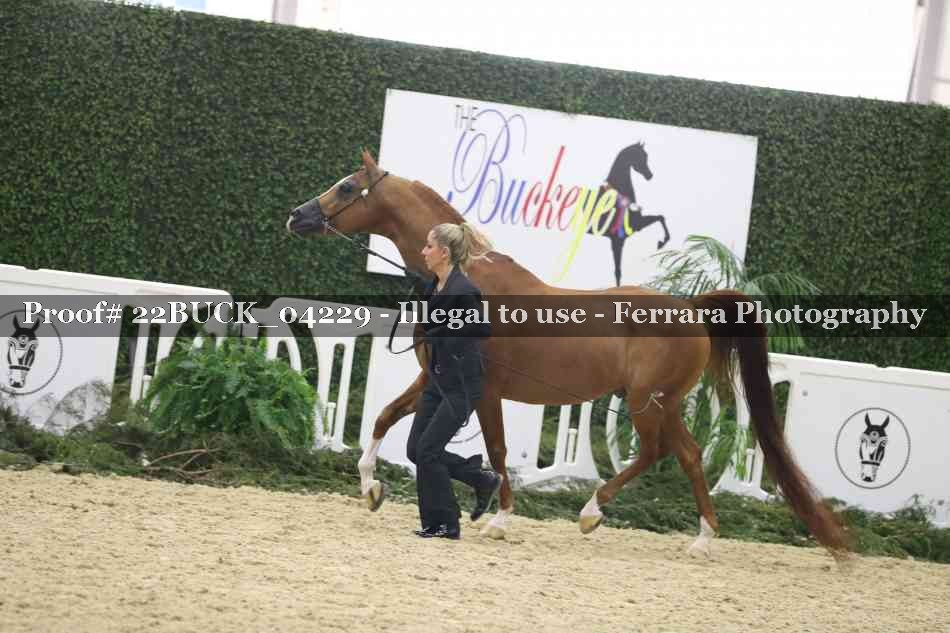 Proof 22BUCK_04229