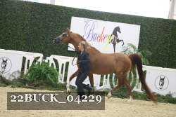 22BUCK_04229 proof