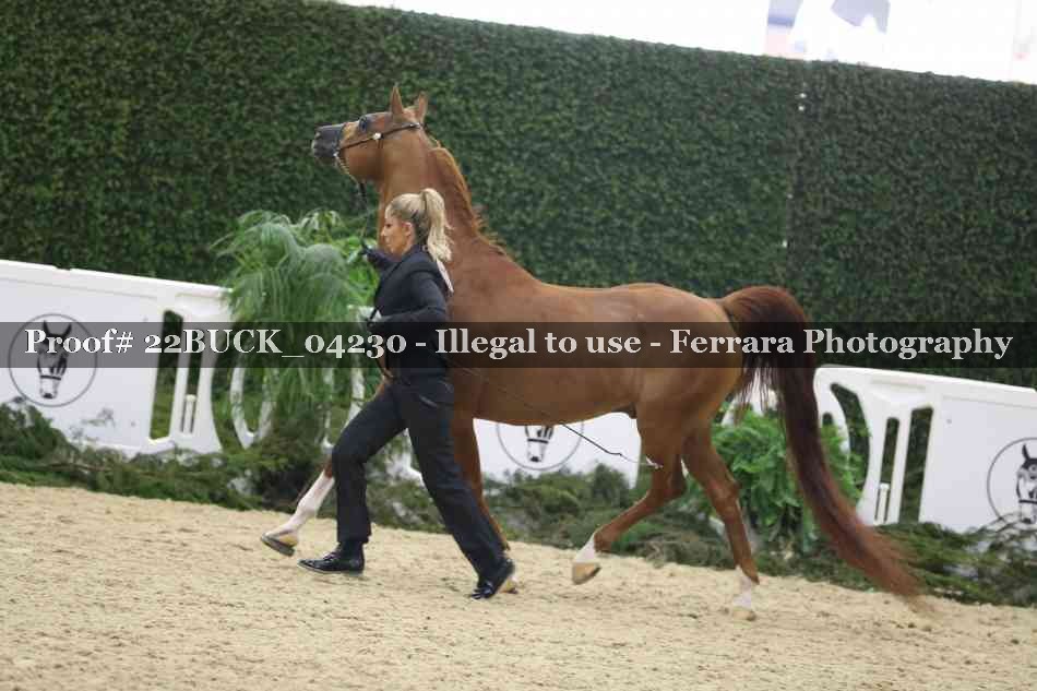 Proof 22BUCK_04230