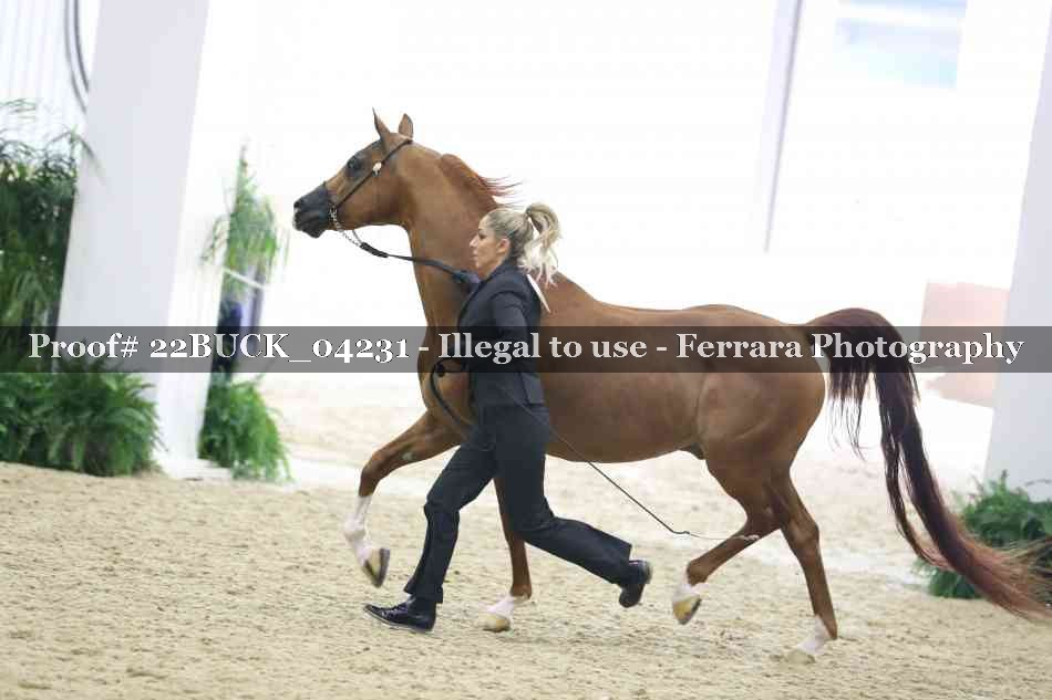 Proof 22BUCK_04231