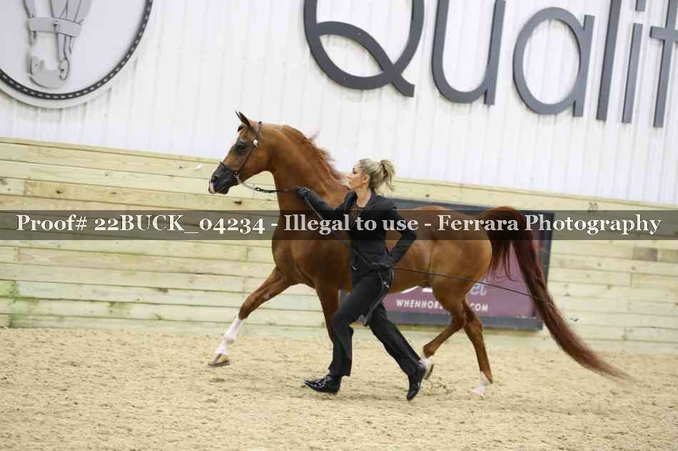 Proof 22BUCK_04234