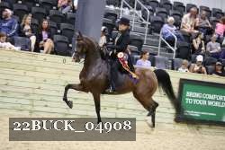 22BUCK_04908 proof