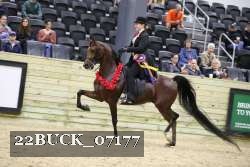 22BUCK_07177 proof