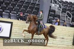 22BUCK_08000 proof