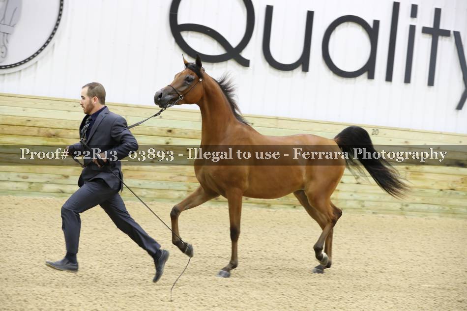 Proof 22R13_03893