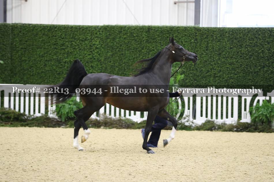 Proof 22R13_03944