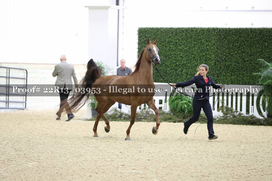 Proof 22R13_03953