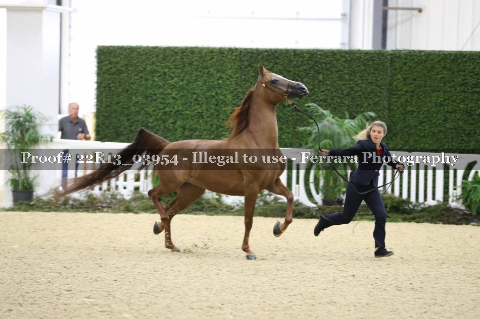 Proof 22R13_03954
