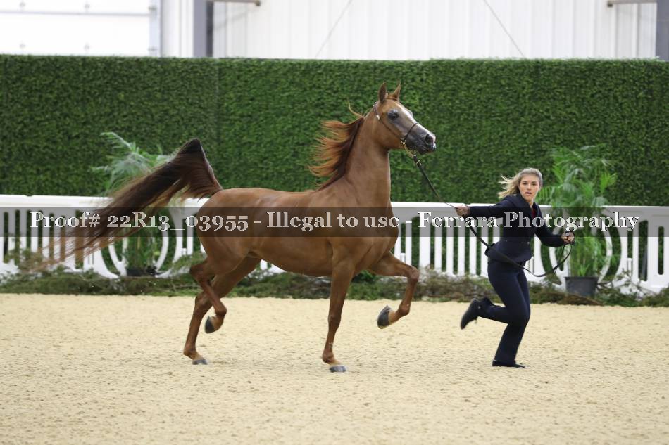 Proof 22R13_03955