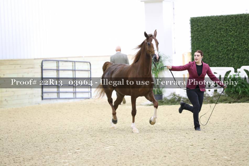 Proof 22R13_03964