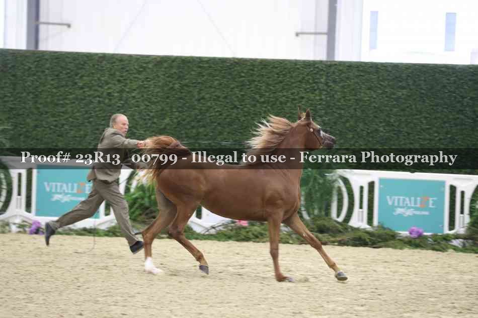 Proof 23R13_00799