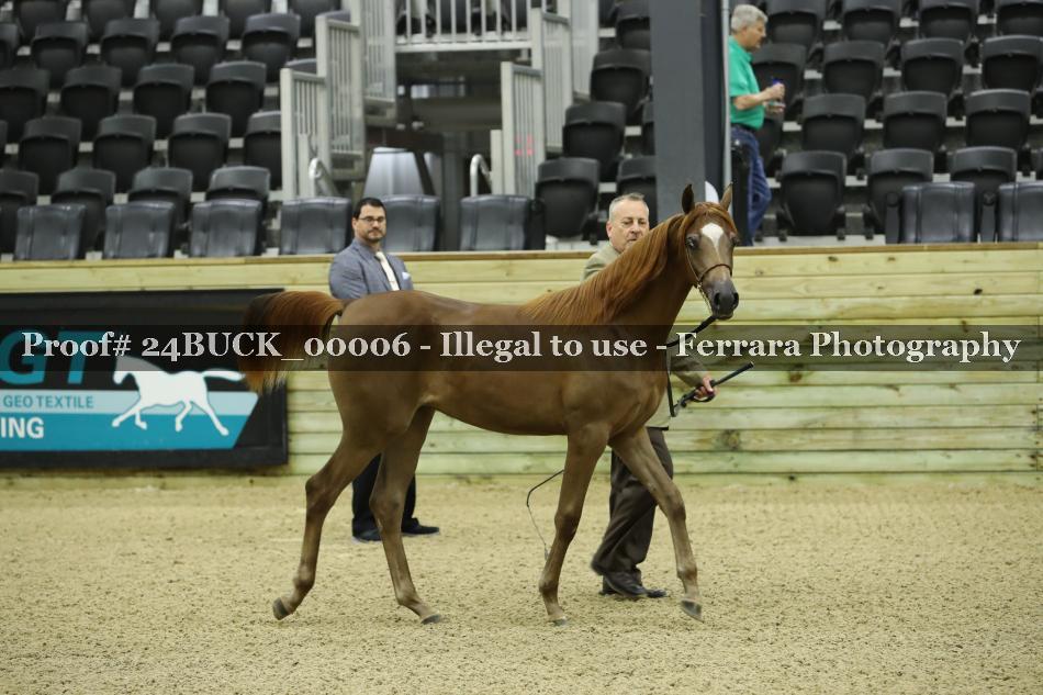 Proof 24BUCK_00006