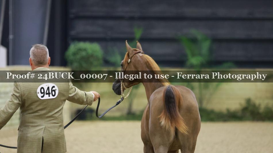 Proof 24BUCK_00007