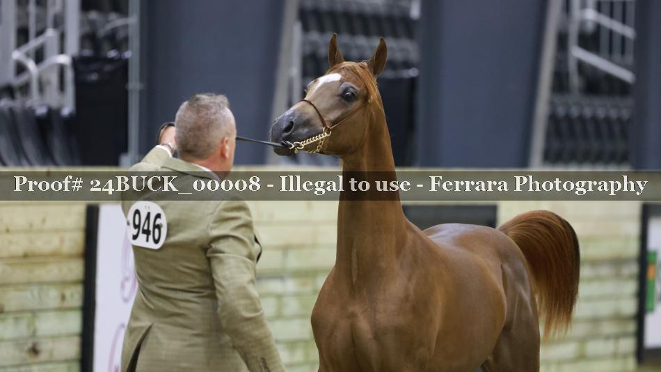 Proof 24BUCK_00008