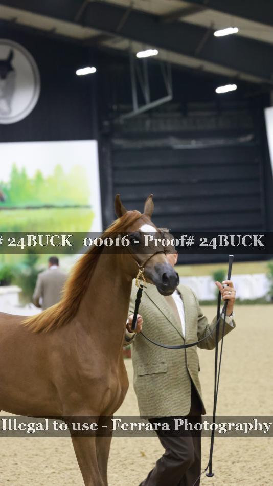 Proof 24BUCK_00016