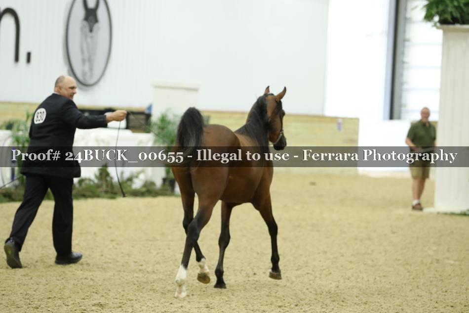 Proof 24BUCK_00655