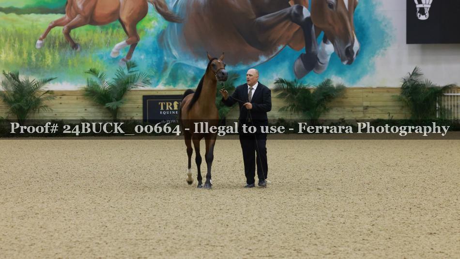 Proof 24BUCK_00664
