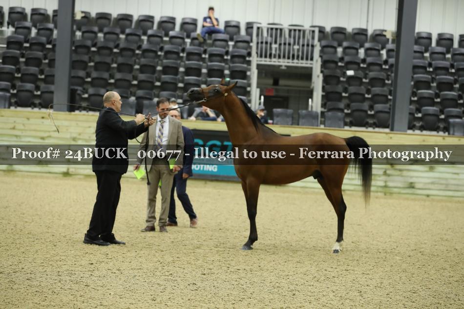 Proof 24BUCK_00677