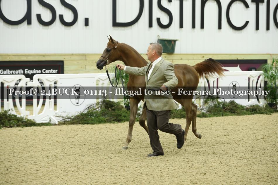 Proof 24BUCK_01113
