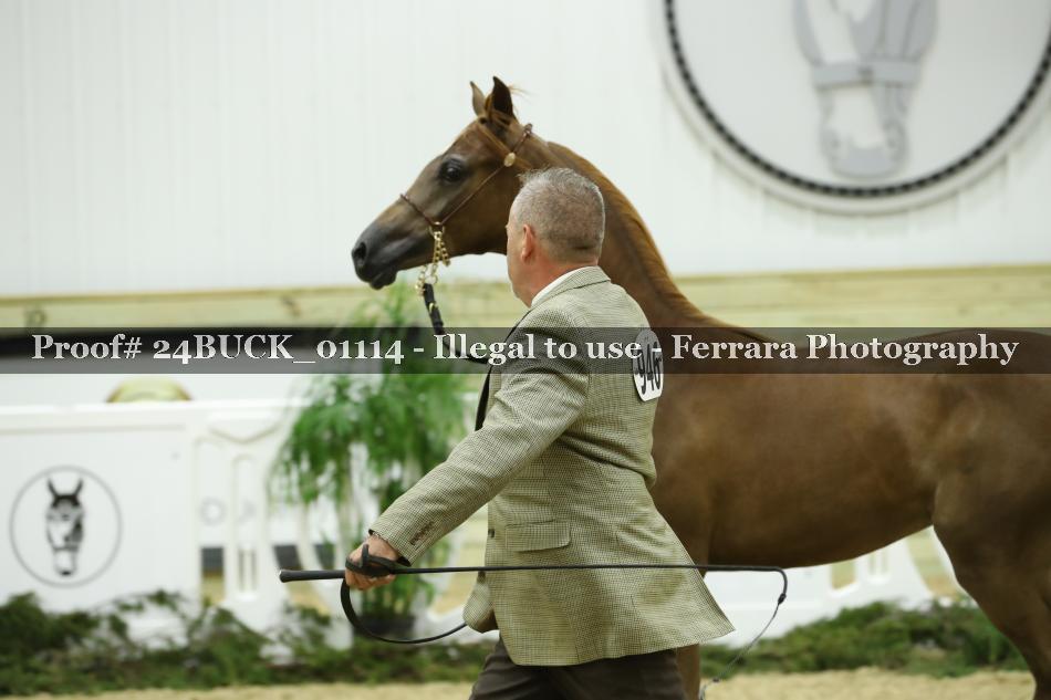 Proof 24BUCK_01114