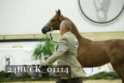 24BUCK_01114 proof