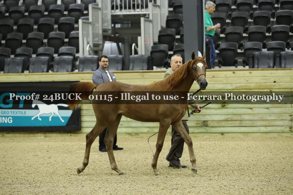 Proof 24BUCK_01115
