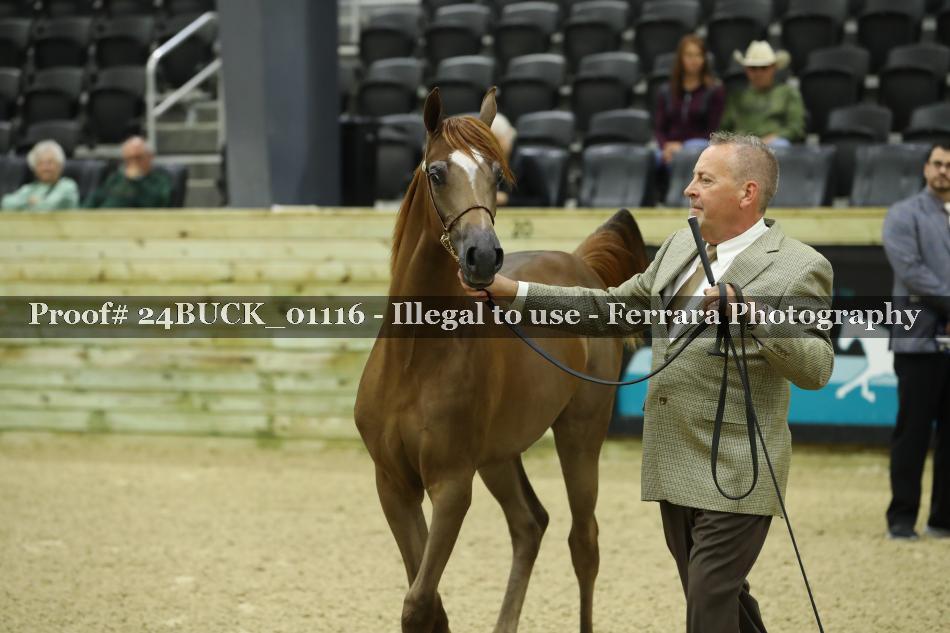 Proof 24BUCK_01116