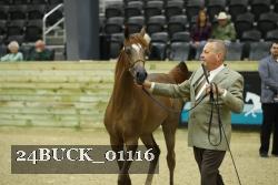 24BUCK_01116 proof