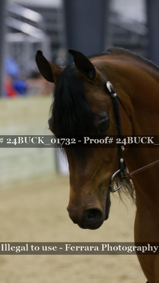 Proof 24BUCK_01732
