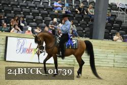 24BUCK_01739 proof