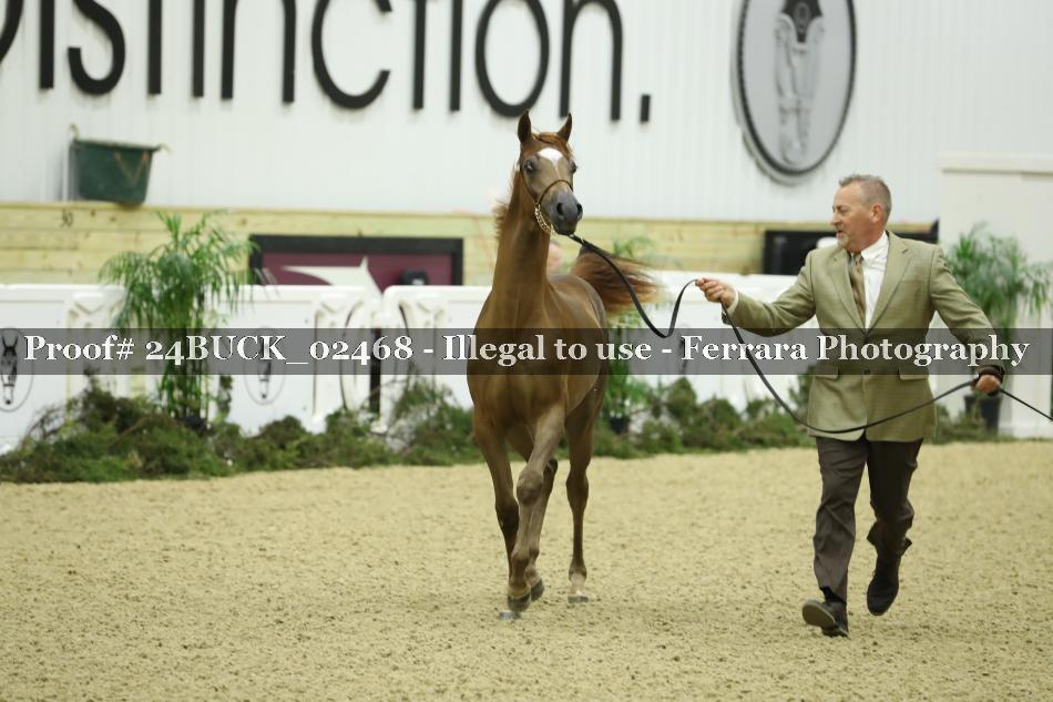 Proof 24BUCK_02468