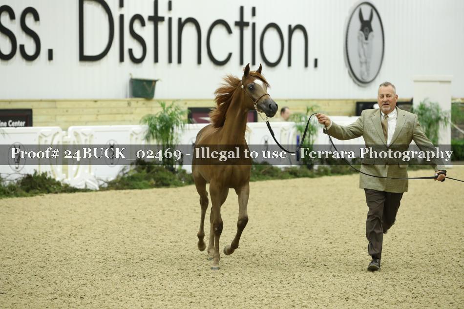 Proof 24BUCK_02469