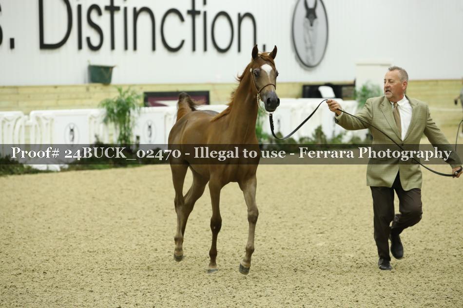 Proof 24BUCK_02470