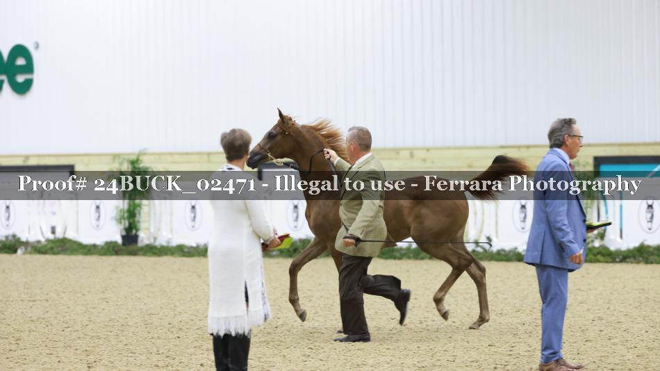 Proof 24BUCK_02471