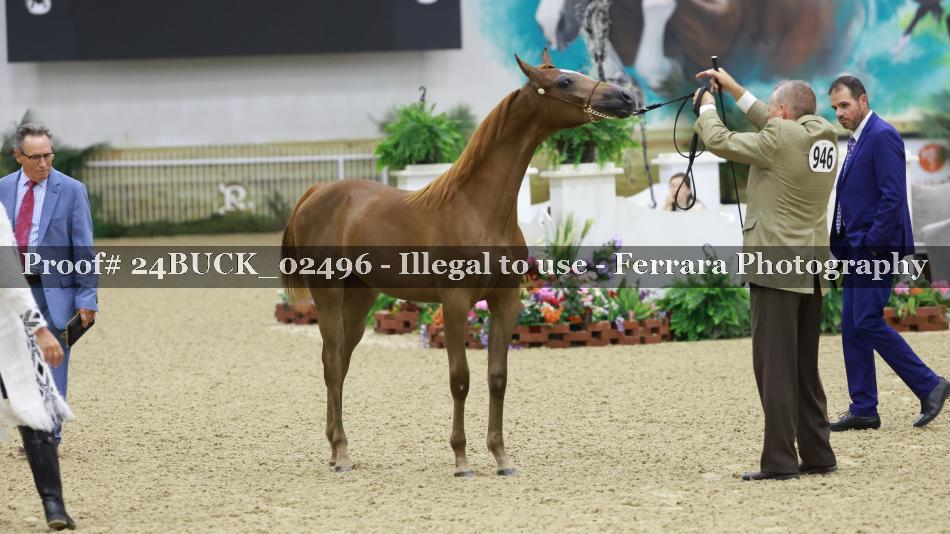 Proof 24BUCK_02496