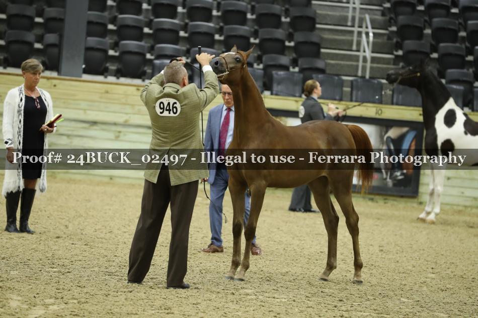 Proof 24BUCK_02497