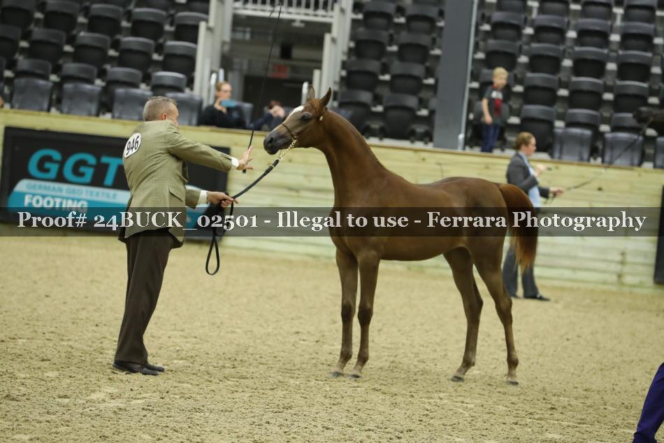 Proof 24BUCK_02501