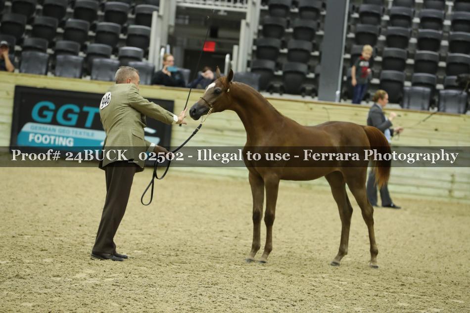 Proof 24BUCK_02502