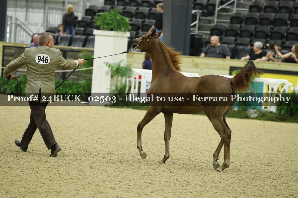 Proof 24BUCK_02503