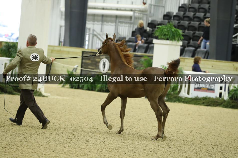 Proof 24BUCK_02504