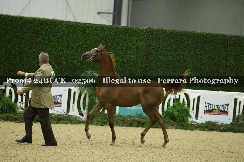 Proof 24BUCK_02506