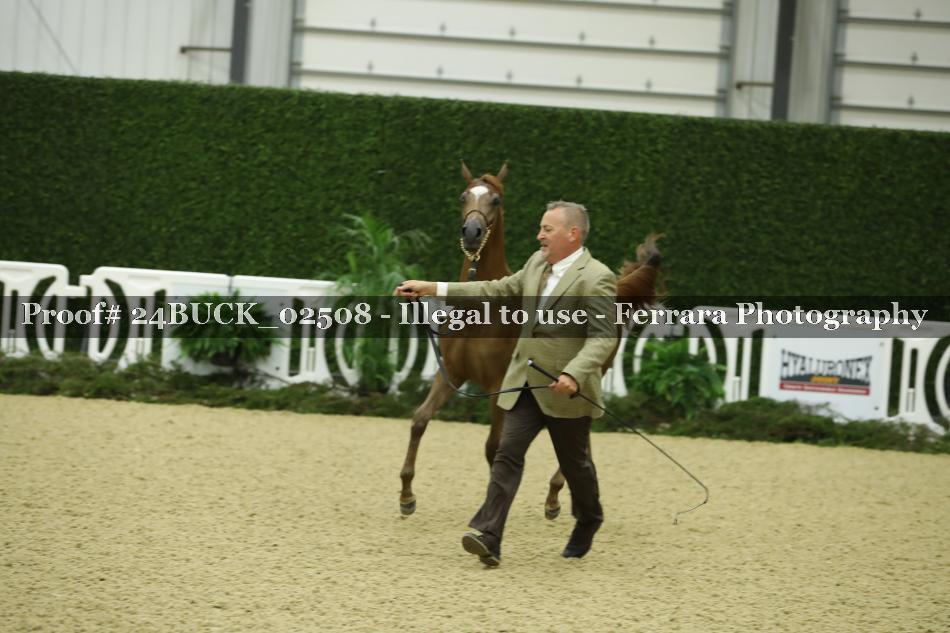 Proof 24BUCK_02508