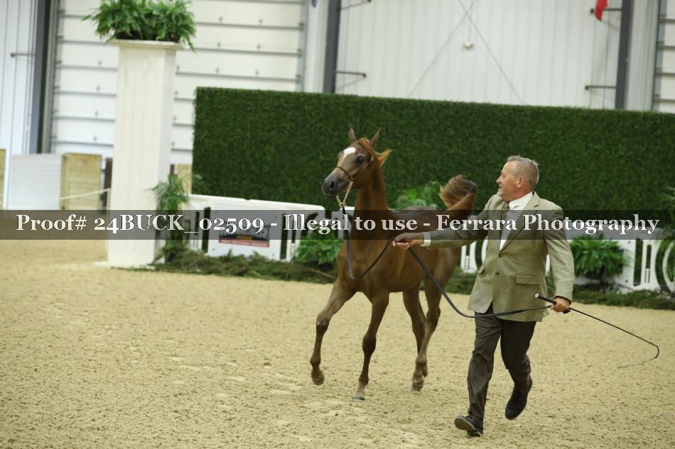 Proof 24BUCK_02509