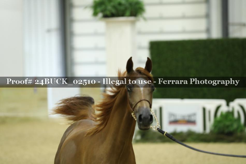 Proof 24BUCK_02510